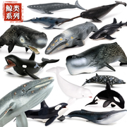 oenux仿真海洋生物动物模型白鲸虎鲸抹香鲸蓝鲸鱼独角鲸儿童玩具