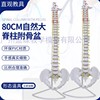 80CM成人脊柱模型人体脊椎成人1 1比例带颈椎胸椎尾椎椎骨盆模型