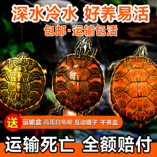 火焰龟乌龟活物深水龟鱼缸，观赏龟高级混养适合家养小龟宠物黄耳龟