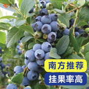 虹越南方种植蓝莓大果树苗盆栽，地栽庭院一年四季结果追雪春高天后