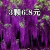 买一颗送一颗紫藤花，树苗爬藤植物阳台庭院，植物花卉攀援紫藤苗