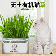 猫草非已种好猫薄荷种子水培猫草盆栽猫咪去毛球零食果冻片即食