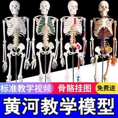 45 85 170cm人体骨骼模型成人骷髅