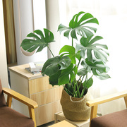 大龟背竹大盆栽植物老桩根室内客厅北欧绿植大型植物净化空气好养