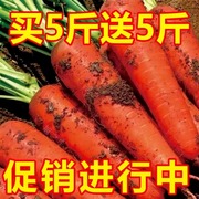 宝宝辅食山东带泥水果胡萝卜新鲜蔬菜
