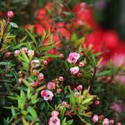 耐寒花卉植物松红梅盆栽，花苗澳洲腊梅花，四季开花室内盆景好养绿植