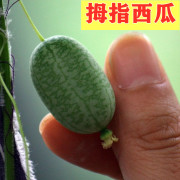 迷你拇指小西瓜种子拇指西瓜种籽春季四季盆栽阳台水果蔬菜种孑大