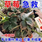 草莓肥料专用肥家用盆栽有机肥料植物营养液通用型坐果期促果增大