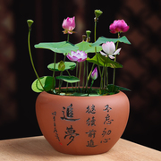 陶瓷紫砂碗莲专用花盆水养植物一叶莲睡莲盆缸铜钱草荷花水培器皿