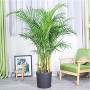 散尾葵盆栽凤尾竹室内客厅，大型绿植袖珍，叶夏威夷盆景富贵椰花卉