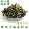 2023铁观音茶叶秋茶冰茶，鲜茶湿茶带梗毛茶，特级乌龙茶传统正味500g