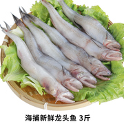 福建海鲜冷冻龙头鱼九肚鱼 豆腐鱼海鲜新鲜 细嫩鱼肉现捕