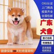 广州犬舍纯种日本双血统，柴犬中型狗活体，柴犬赤柴黑柴豆柴幼犬