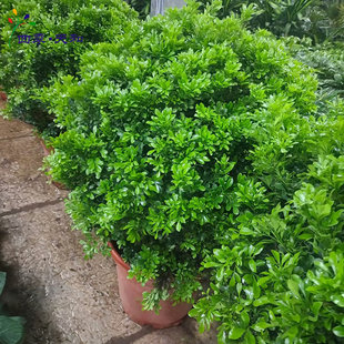 大型米兰盆栽 花香清新怡人多年生观花植物 喜光阳台室外庭院绿植