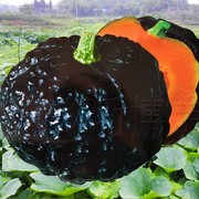 甜面南瓜种子短蔓高产黑皮南瓜，黑贝贝香甜面，南方北方四季蔬菜种子
