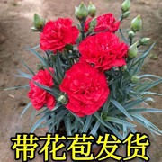 康乃馨盆栽重瓣石竹花阳台室内绿植带花带花苞母亲礼物