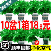 除甲醛绿萝盆栽植物室内净化空气花卉绿罗新房家用吸甲醛绿箩绿植