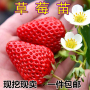 奶油草莓苗盆栽四季种植庭院，阳台水果树苗，南方北方植物当年结果苗