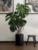 老桩龟背竹盆栽大型室内好养植物，客厅观叶绿植，净化空气除甲醛花卉