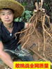 深山无硫五指毛桃搭配深山，无硫土茯苓广东，连山农家0添加干货天然