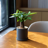 mofacoco好养迷你发财树小盆栽办公室内桌面净化空气绿植开业乔迁