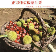 百年栗子树2023年怀柔栗子，成熟怀柔板栗，油栗生栗子香甜软糯农家