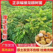 龙眼桂圆果树苗正宗嫁接四季石硖储良，龙眼果树盆地栽种植当年结果