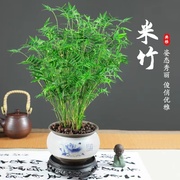 水培米竹带根竹子盆栽，绿植物室内客厅水养，南天竹小型凤尾观赏竹苗