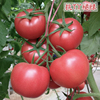 粉果沙瓤大番茄种子越冬高产口感好酸甜西红柿阳台盆栽蔬菜种孑苗