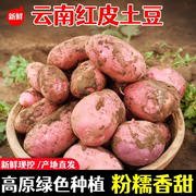 土豆云南新鲜红皮黄心洋芋，马铃薯高山农家小土豆新鲜蔬菜现挖