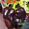 特色蔬菜紫色方辣椒大全特辣荆条二种子螺丝朝天椒种籽高产椒薄皮