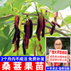 四季台湾长桑果苗，当年结果桑树苗盆栽南方种植桑葚树苗嫁接