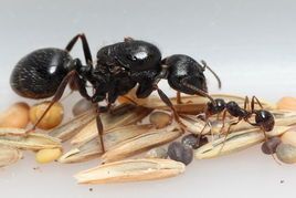 工匠收获蚁活体蚁后宠物吃种子新手蚂蚁工坊城堡生日礼物千蚁千寻