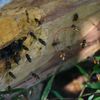 云南土蜂蜜农家，纯正天然野生百花蜜深山蜂蜜自家500g