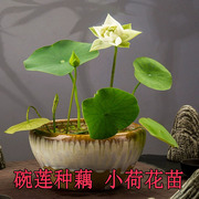 碗莲种藕小型荷花藕苗微型荷花根茎迷你重瓣莲花，阳台盆栽水培植物