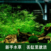 竹节草水草带根印度小竹节新手水生植物水培鱼缸造景沉木水草真草