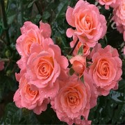 三文鱼阳台月季四季开玫瑰花，花苗庭院绿植物花卉盆栽