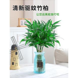 驱蚊竹柏水培植物室内水养绿植，花卉盆栽办公室桌面，四季常青草(常青草)好养