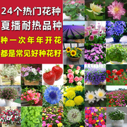 花种子四季种花套餐阳台盆栽，易种春季种夏季景观花卉花草种子