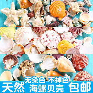天然贝壳海螺海星鱼缸造景，手工diy打孔漂流瓶，装饰卷贝鱼寄居蟹壳