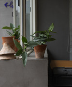 Earth plant银叶哈斯塔姆小众北欧风绿植盆栽藤蔓室内办公桌植物