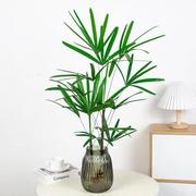 棕竹水培植物落地懒人，室内好养耐竹子，四季富贵竹水养观音竹定