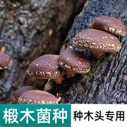 食用菌香菇椴木菌种平菇椴木耳，灵芝菌种栽培种木头种蘑菇种木头