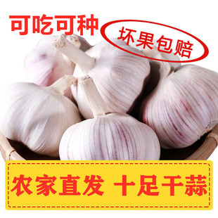 新干蒜5斤大蒜头种籽干大蒜种子河南新鲜蔬菜2/3/10斤紫皮蒜