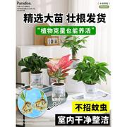 水培绿植物室内四季好养小盆栽，绿萝富贵竹发财树客厅薄荷花卉多肉