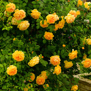 黄金庆典藤本月季，花苗庭院爬藤阳台植物花卉，蔷薇四季开花