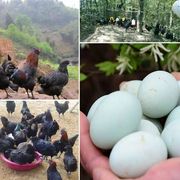正宗土鸡蛋农家散养新鲜自然50枚草鸡蛋笨加蛋绿壳蛋