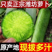 潍坊水果萝卜甜脆水果型绿青萝卜新鲜生吃10斤水萝卜正宗