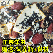 正宗九龙虫活体洋虫自家养殖繁殖长寿虫，药用虫高档食材喂养