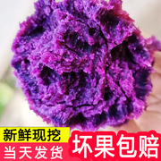 紫薯新鲜番薯农家自种地瓜10斤软糯紫心蜜薯现挖无丝低脂沙地红薯